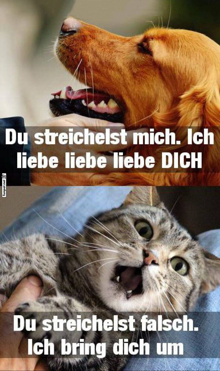 Zuneigungsunterschiede auf Pfotenhhe