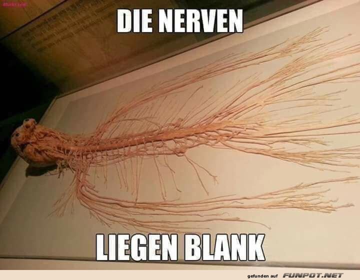 Die Nerven liegen blank - wortwrtlich!