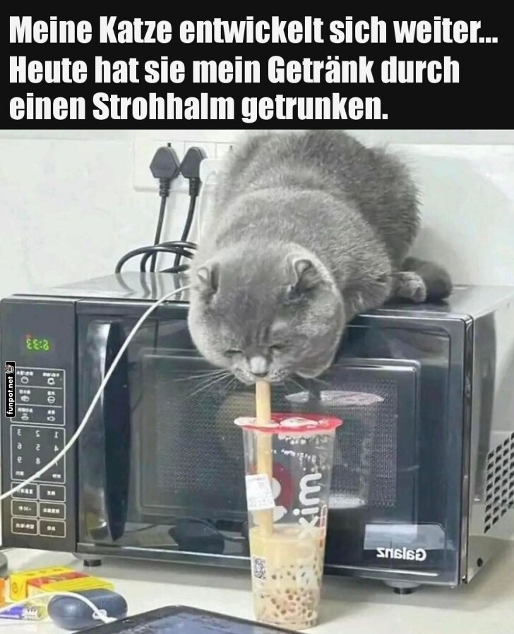 Katzenschlürf-Akrobatik Katzenschlürf-Akrobatik
