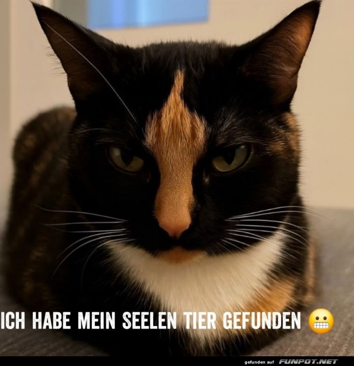 Grimmiger Blick der Katzen-Weisheit Grimmiger Blick der Katzen-Weisheit