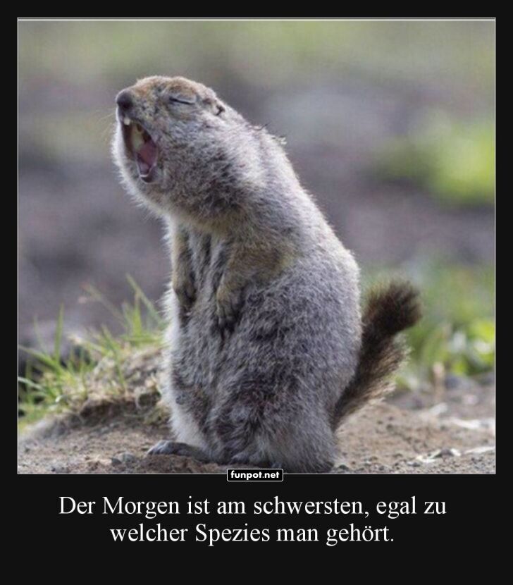 Frhaufsteher-Stress auch bei Erdmnnchen