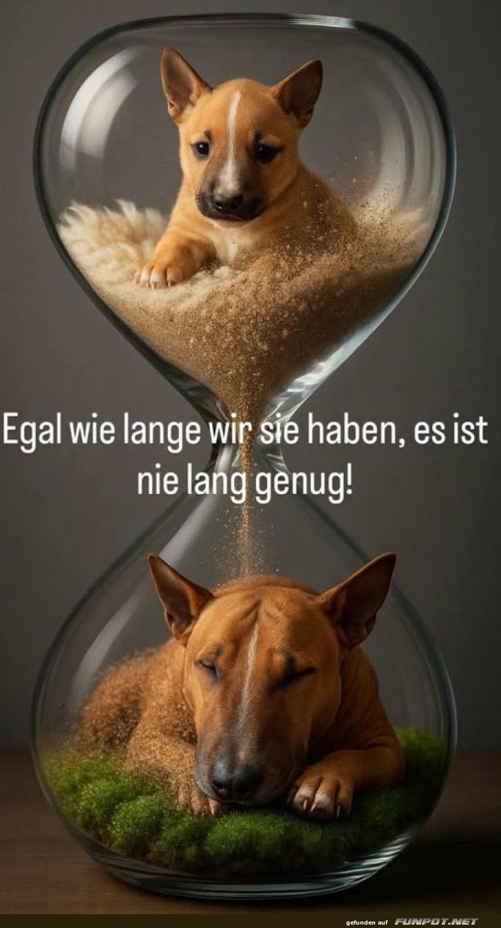 Hund im Sand der Zeit: Unendliche Liebe!
