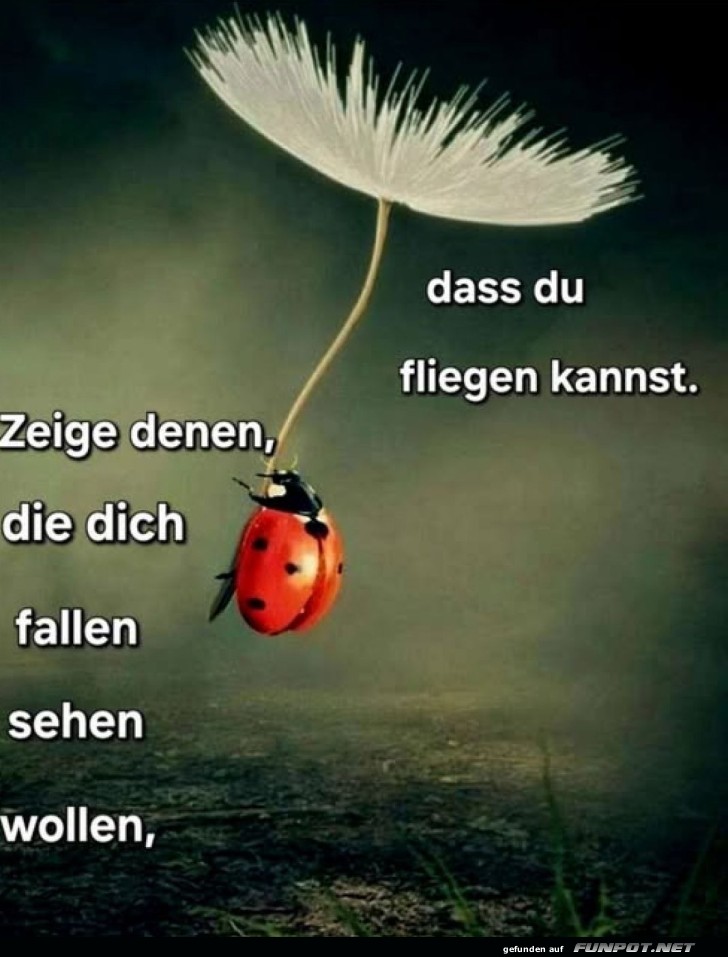 Marienkfer hebt ab: Flieg wie ein Profi!