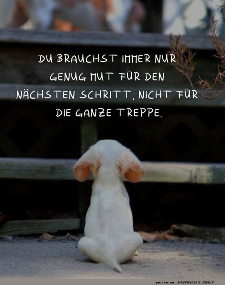 Genug Mut