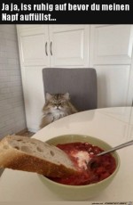 Katze-guckt-bse.jpg auf www.funpot.net