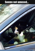 Katze-ist-mrrisch.jpg auf www.funpot.net