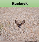 Kuckuck.jpg auf www.funpot.net