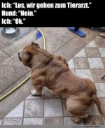 Hund-hat-Muckis.jpg auf www.funpot.net