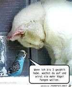 Vogel-beschwrt-Katze.jpg auf www.funpot.net