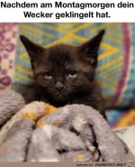 Das-Montagsgesicht.jpg auf www.funpot.net