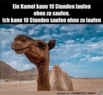 Ein-Kamel-und-ich.jpg auf www.funpot.net