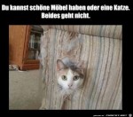 Schne-Mbel-oder-eine-Katze.jpg auf www.funpot.net