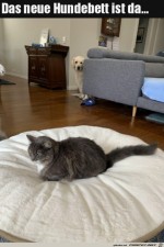Neues-Hundebett-wurde-bereits-anektiert.jpg auf www.funpot.net