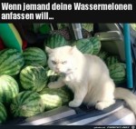 Das-sind-meine-Melonen.jpg auf www.funpot.net