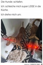 Hunde-hren-alles.jpg auf www.funpot.net