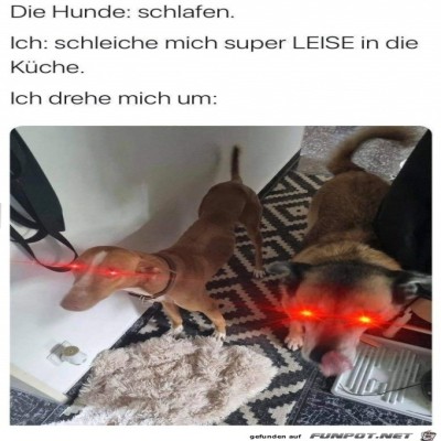 Hunde-h&ouml;ren-alles.jpg von Ida