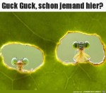 Hallo.jpg auf www.funpot.net