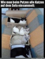 Katzen-eingesammelt.jpg auf www.funpot.net