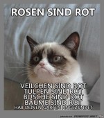 Mrrische-Katze.jpg auf www.funpot.net