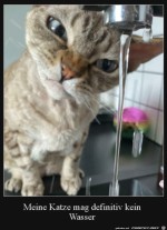 Katze-mag-kein-Wasser.jpg auf www.funpot.net