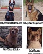 Was-Hunde-alles-knnen.jpg auf www.funpot.net