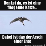Das-ist-keine-fliegende-Katze.jpg auf www.funpot.net