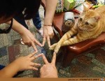 Lustige-Katze.jpg auf www.funpot.net