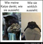 wie-die-Katze-wirklich-aussieht.jpg auf www.funpot.net