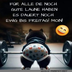 fun-Bild: Katzen-Power bis Freitag!