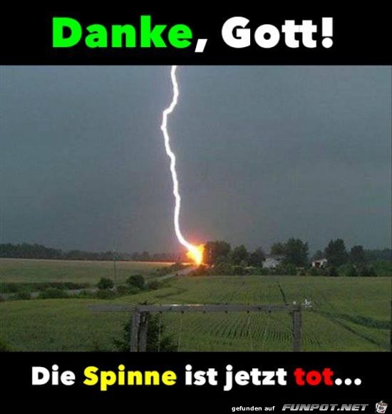 Die Spinne ist tot Die Spinne ist tot