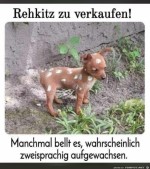 Rehkitz.jpg auf www.funpot.net