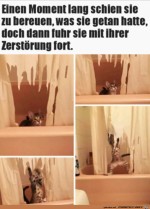 Katze-im-Zerstrungsmodus.jpg auf www.funpot.net
