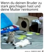 Katze-guckt-schuldig.jpg auf www.funpot.net
