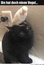 Katze-hat-einen-Vogel.jpg auf www.funpot.net