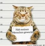 Katze-ist-schuldig.jpg auf www.funpot.net
