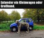Groer-Hund.jpg auf www.funpot.net
