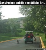 Gemtlich-Gassi-gehen.jpg auf www.funpot.net
