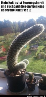 Mein-Kaktus.jpg auf www.funpot.net