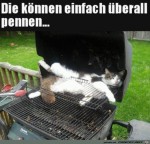 Katzen-knnen-berall-schlafen.jpg auf www.funpot.net