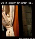 Katzen-Versteck.jpg auf www.funpot.net