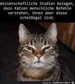 Katzen-ist-das-egal.jpg auf www.funpot.net
