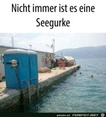 Vorsicht-vor-falschen-Seegurken.jpg auf www.funpot.net