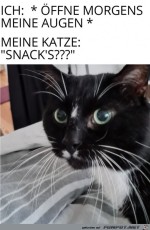 Katze-ist-schon-wach.jpg auf www.funpot.net