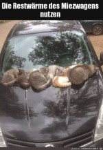 Katzen-nutzen-Restwrme.jpg auf www.funpot.net