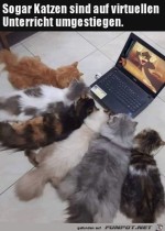 Katzen-im-virtuellen-Unterricht.jpg auf www.funpot.net