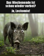 Das-Wochenende-ist-schon-vorbei.jpg auf www.funpot.net