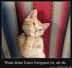 Fotogene-Katze.jpg auf www.funpot.net