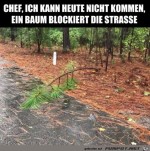 Baum-ber-der-Strae.jpg auf www.funpot.net