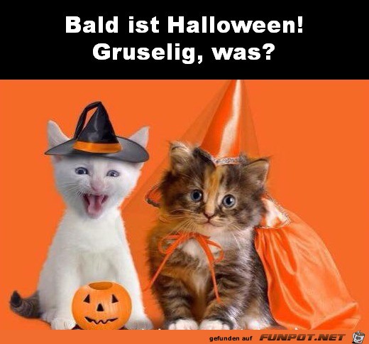 Halloween Halloween