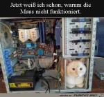 Katze-hat-ihren-Platz-gefunden.jpg auf www.funpot.net